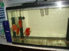 FOR SALE BEAUTIFUL 4 RED FANDA DISCUS 5 TO 6 INCH $275 - Photo 2