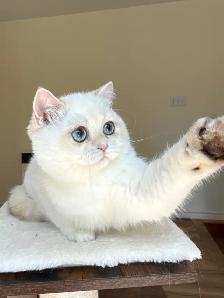 British Shorthair kitten