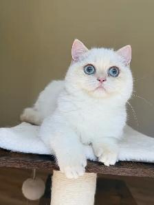 British Shorthair kitten - Photo 2