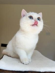 British Shorthair kitten - Photo 3