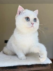 British Shorthair kitten - Photo 4