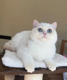 British Shorthair kitten - Photo 5