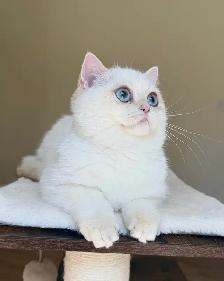 British Shorthair kitten - Photo 6