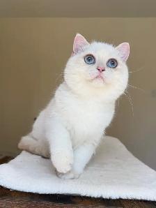 British Shorthair kitten - Photo 7