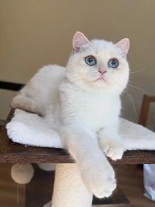British Shorthair kitten - Photo 8