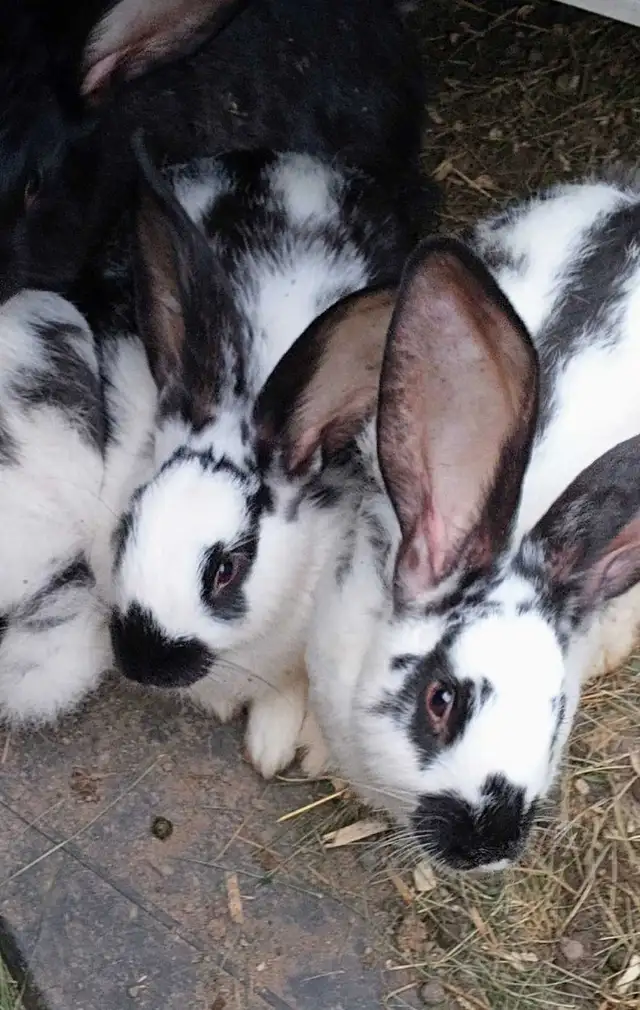 lapins Géants des Flandres.