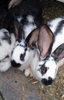 lapins Géants des Flandres.