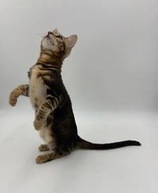 TICA Registered Bengal Kitten - Photo 2