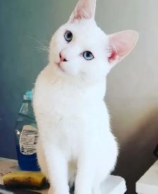 White Deaf Kitten