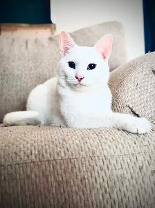 White Deaf Kitten - Photo 2
