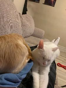White Deaf Kitten - Photo 3