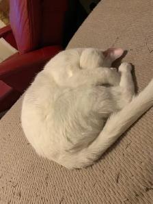 White Deaf Kitten - Photo 4
