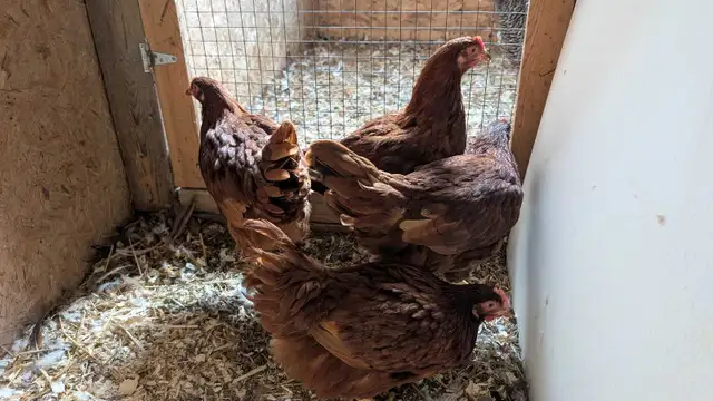 Rhode Island red pullets
