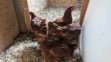 Rhode Island red pullets