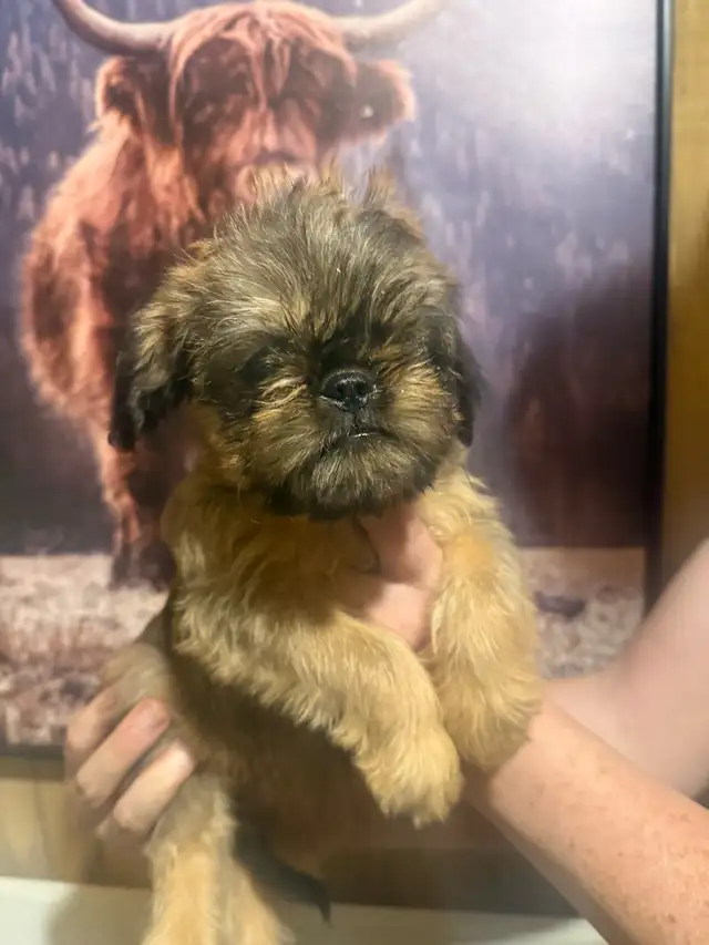 Brussels griffon puppies