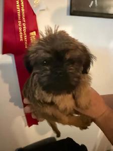 Brussels griffon puppies - Photo 2