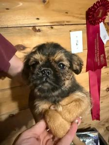 Brussels griffon puppies - Photo 3