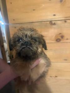 Brussels griffon puppies - Photo 4
