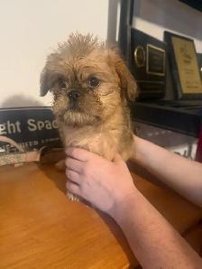 Brussels griffon puppies - Photo 5