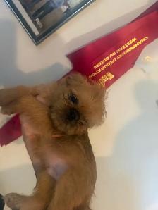 Brussels griffon puppies - Photo 6