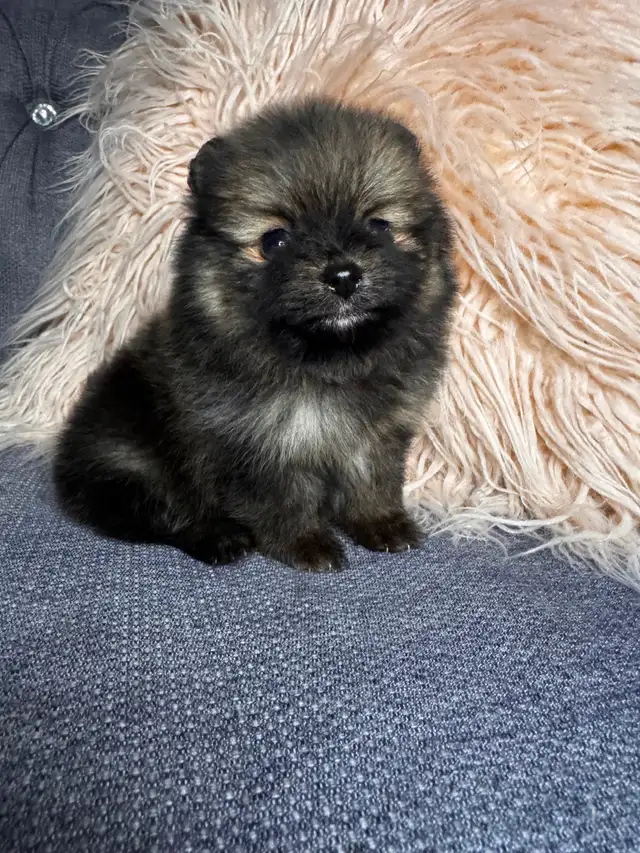 Pomeranien
