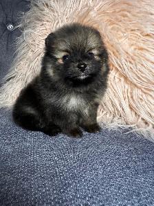 Pomeranien