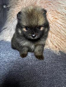 Pomeranien - Photo 2