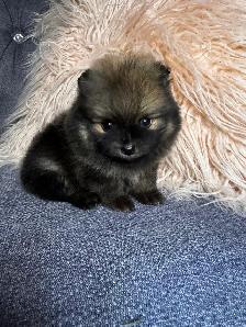 Pomeranien - Photo 3