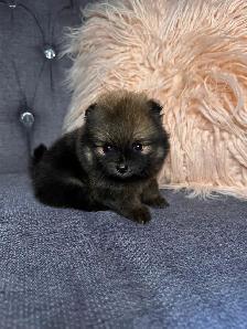 Pomeranien - Photo 4