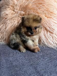 Pomeranien - Photo 5
