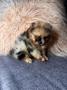 Pomeranien - Photo 6