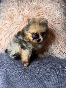 Pomeranien - Photo 7