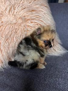 Pomeranien - Photo 8
