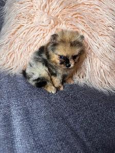 Pomeranien - Photo 9