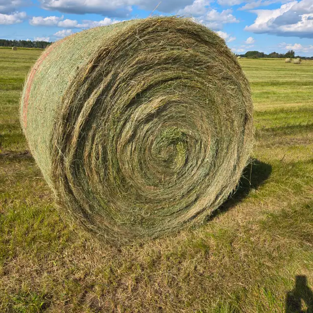 Horse and Cattle Hay