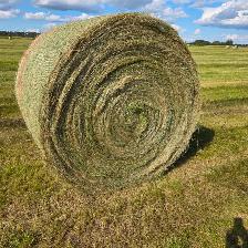 Horse and Cattle Hay
