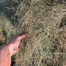 Horse and Cattle Hay - Photo 2