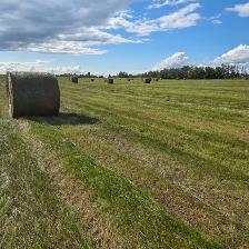 Horse and Cattle Hay - Photo 4