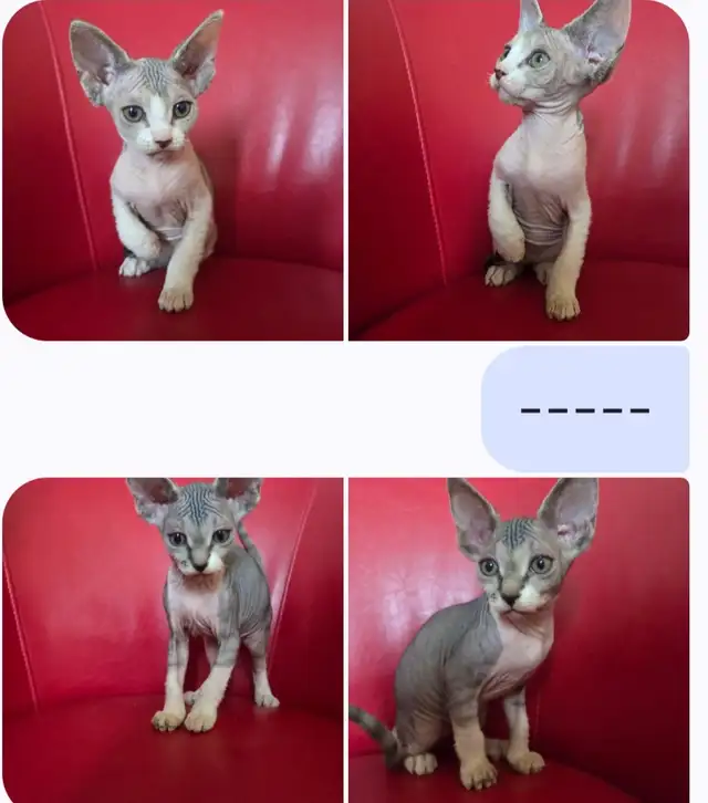 Sphynxs kittens