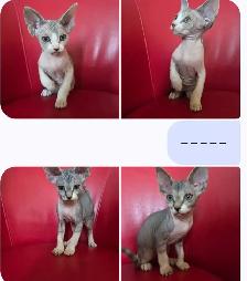 Sphynxs kittens