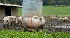 Butcher pigs