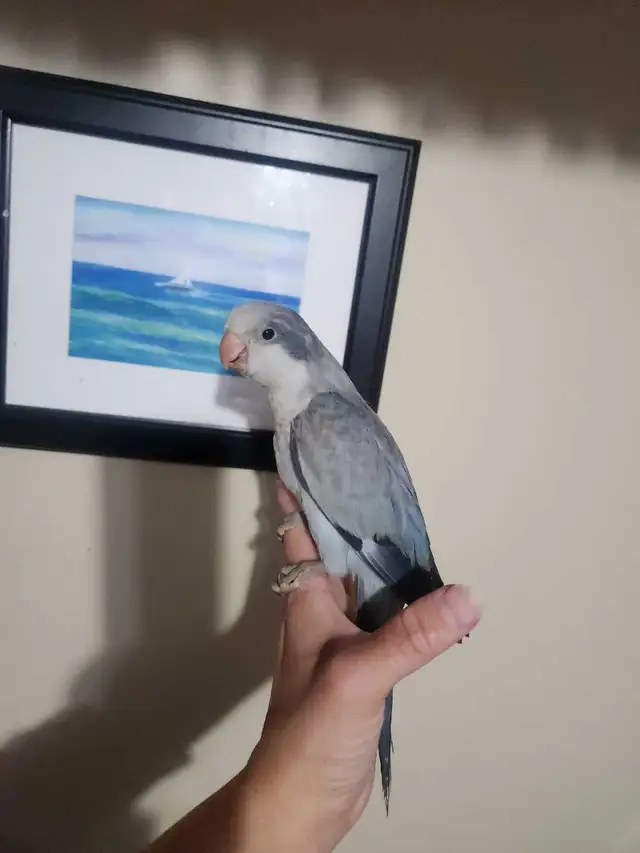 Friendly Male Baby Cobalt Quaker Parrot