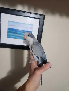 Friendly Male Baby Cobalt Quaker Parrot