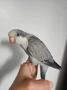 Friendly Male Baby Cobalt Quaker Parrot - Photo 2