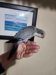 Friendly Male Baby Cobalt Quaker Parrot - Photo 3