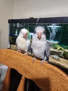 Friendly Male Baby Cobalt Quaker Parrot - Photo 4