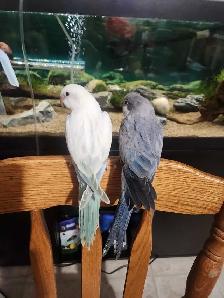 Friendly Male Baby Cobalt Quaker Parrot - Photo 5