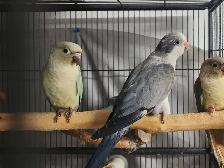 Friendly Male Baby Cobalt Quaker Parrot - Photo 6