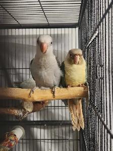 Friendly Male Baby Cobalt Quaker Parrot - Photo 7