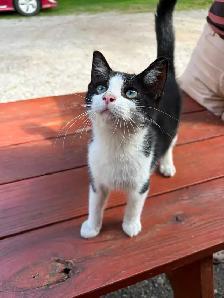 Adorable Free Kitten Needs a New Home
